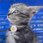 Kittycat0609's Avatar